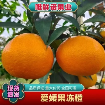 橘中爱马仕红美人自家种植品质保证欢迎合作