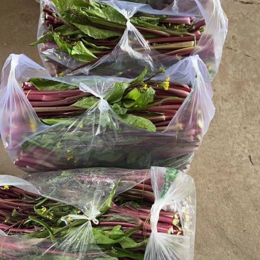 精品红菜苔大量上市代发全国量大从优欢迎来电