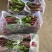 精品红菜苔大量上市代发全国量大从优欢迎来电