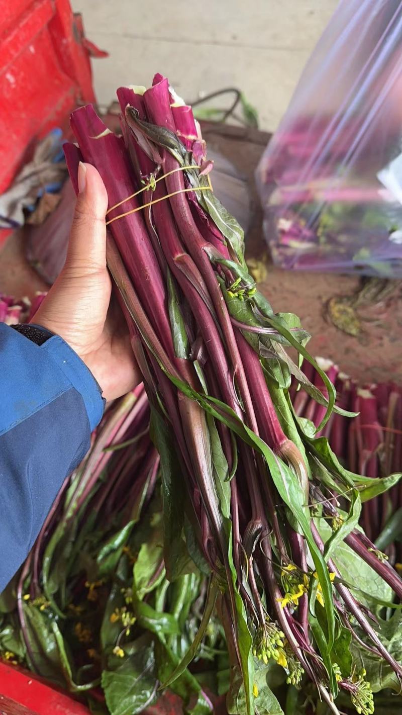 精品红菜苔大量上市代发全国量大从优欢迎来电