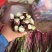 精品红菜苔大量上市代发全国量大从优欢迎来电