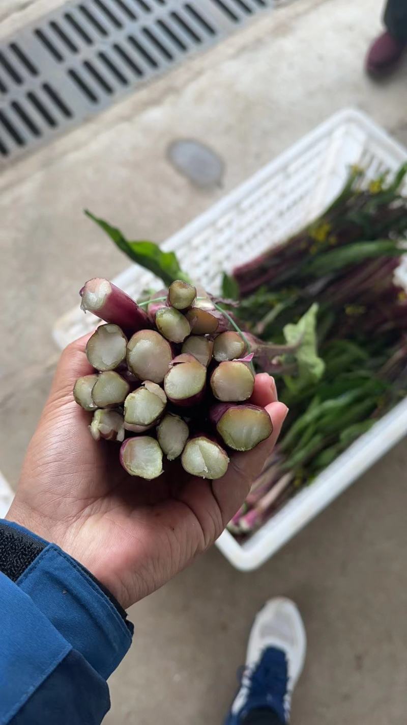 精品红菜苔大量上市代发全国量大从优欢迎来电