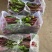 精品红菜苔大量上市代发全国量大从优欢迎来电