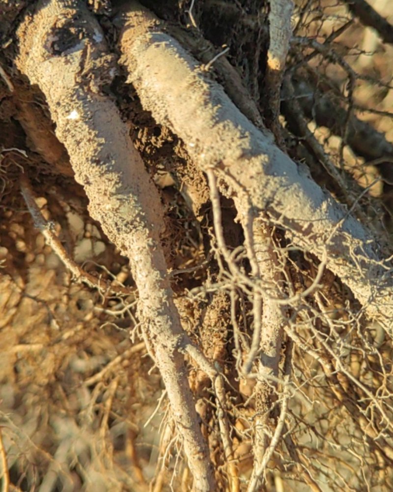 【推荐】甘洛当归条形好干度优产地货源对接大型批发商