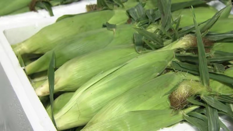云南水果玉米，粒粒饱满，颗颗爆汁，鲜嫩多汁