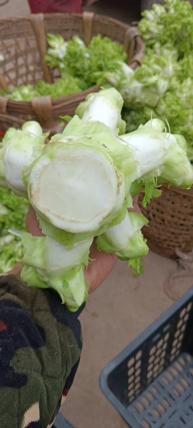 儿菜