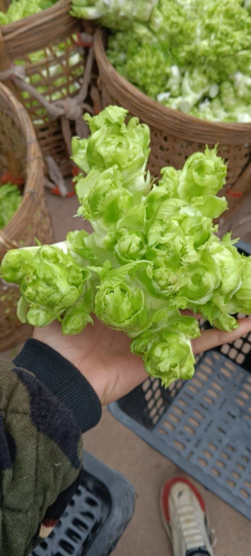 儿菜