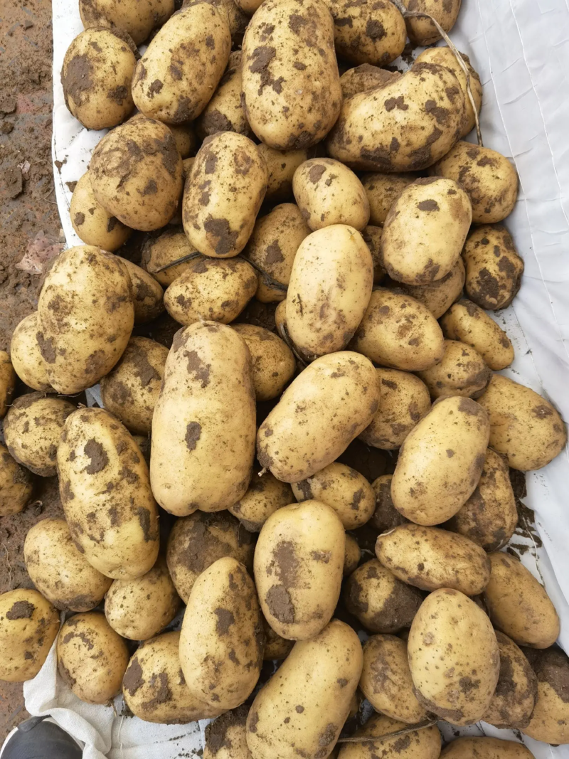 精品土豆荷兰十五土豆大量供应中品质保障对接商超市场