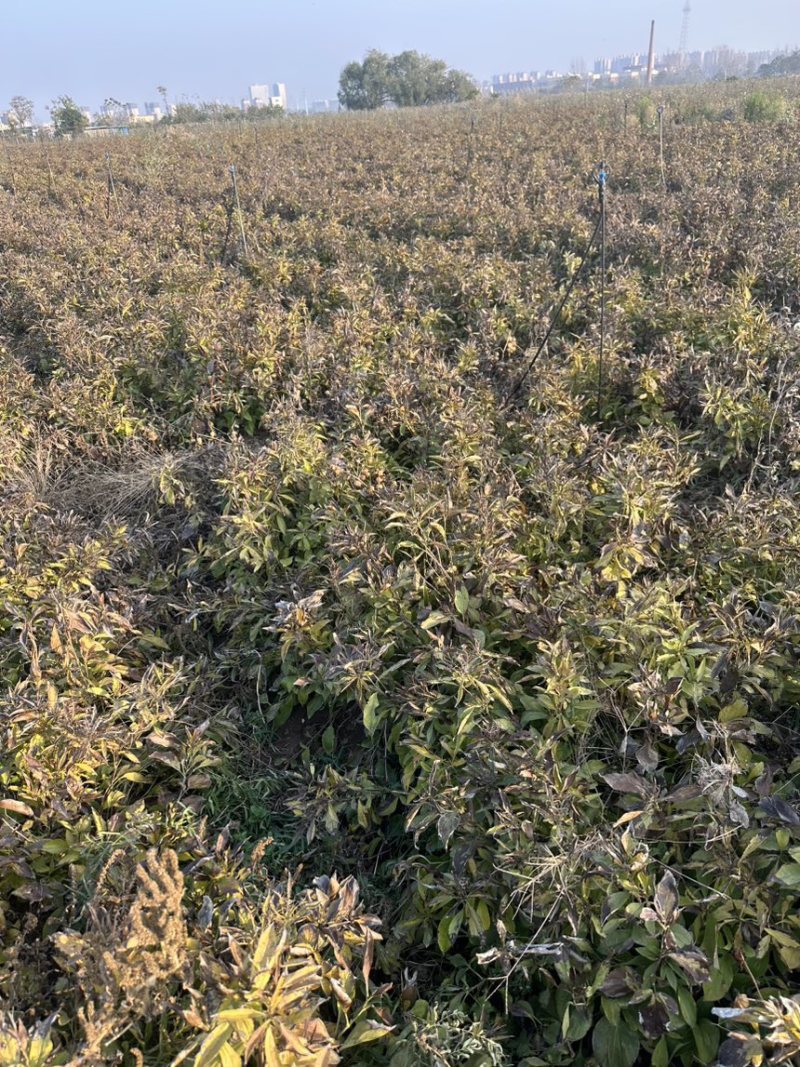 河南白术芽子栽货