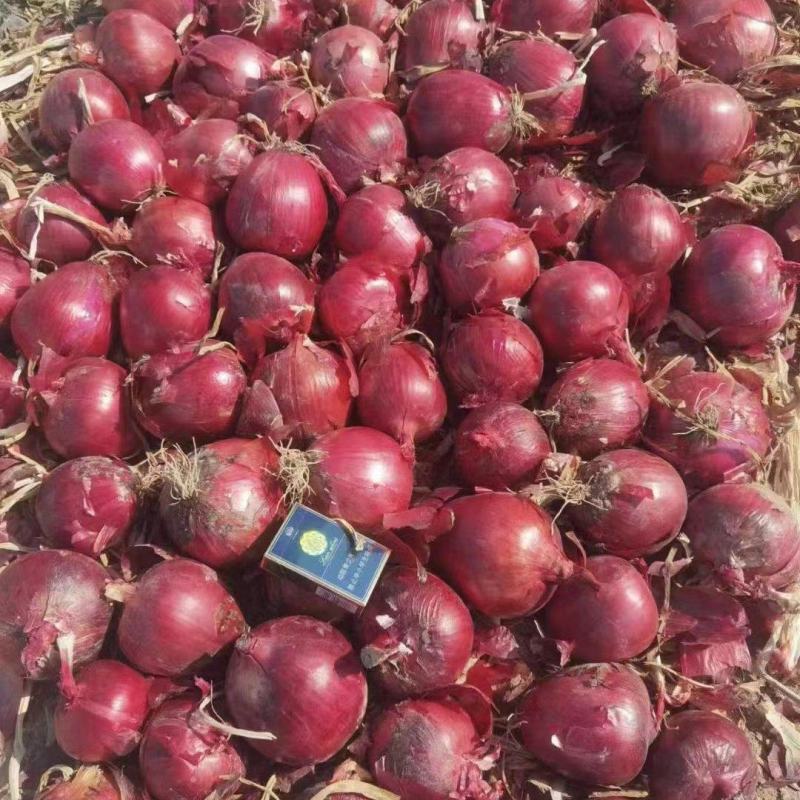 精品洋葱山东红皮洋葱大量供应产地直发品质保障量大优惠