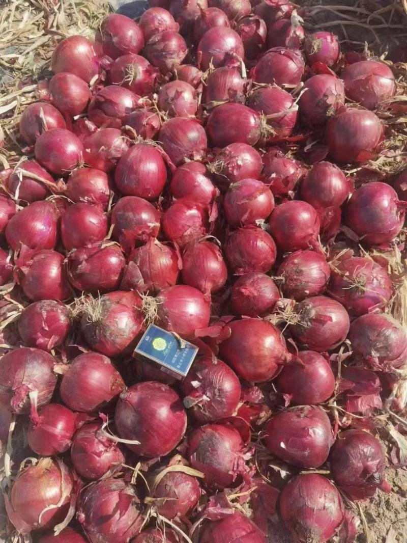 精品洋葱山东红皮洋葱大量供应产地直发品质保障量大优惠