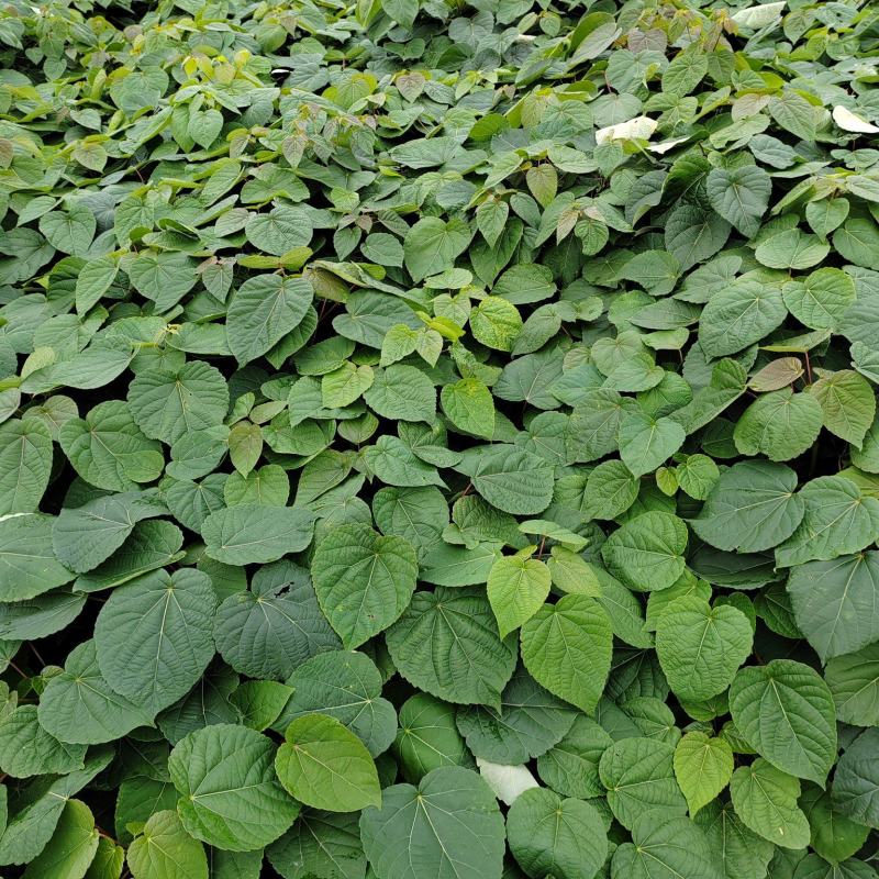 毛叶山桐子