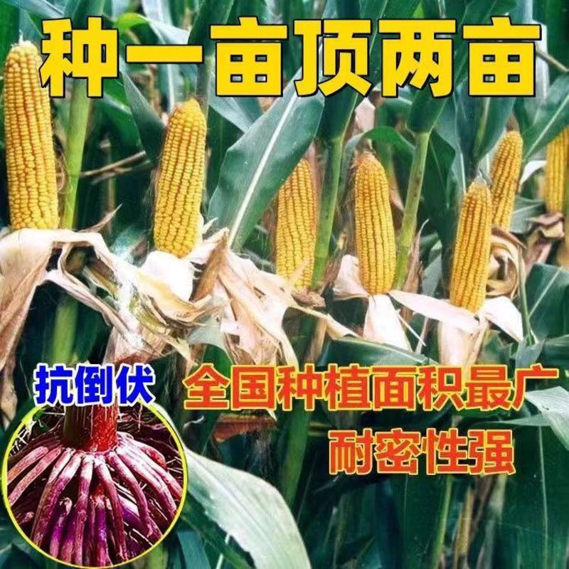 国审东单6531原装高产玉米种子正品双胞胎矮杆抗倒苞米种