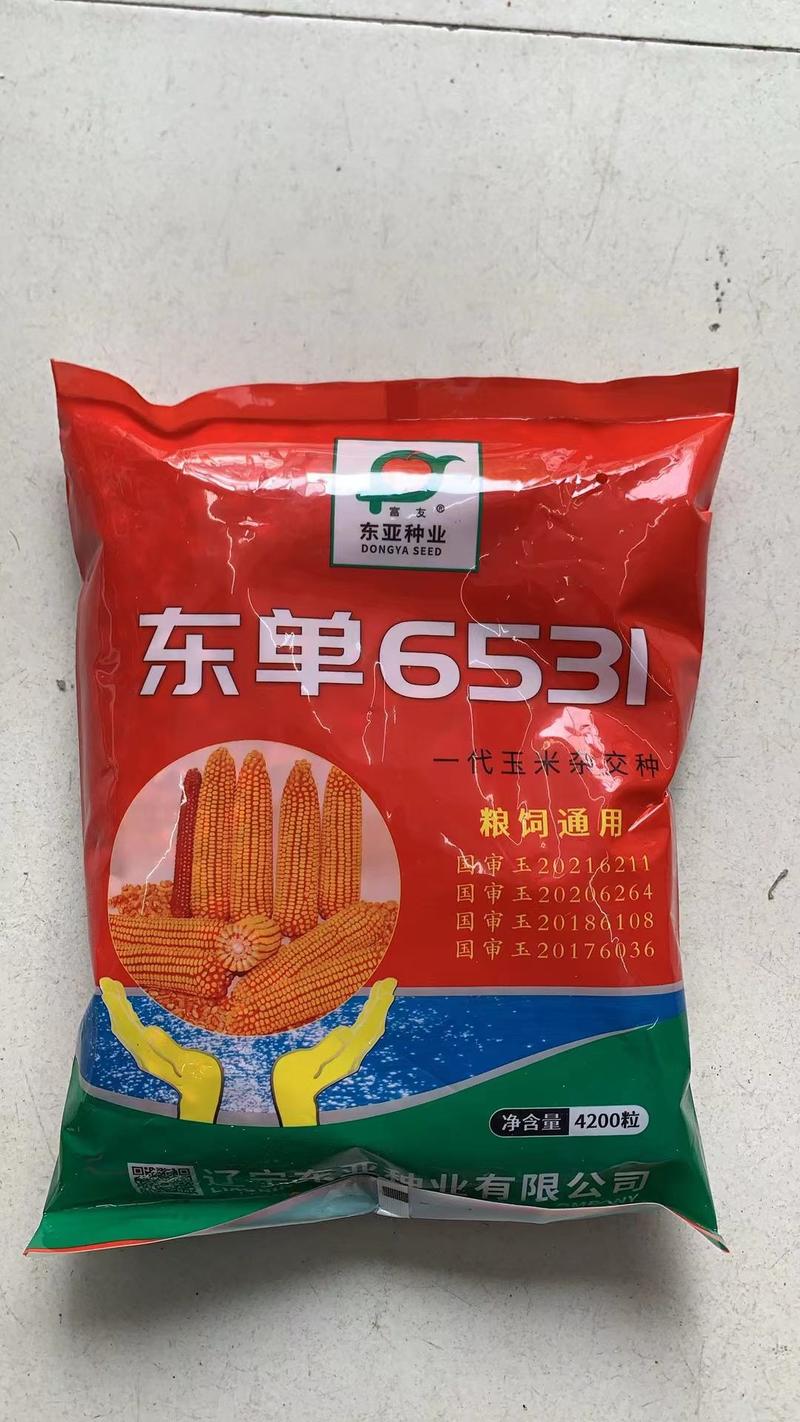 国审东单6531原装高产玉米种子正品双胞胎矮杆抗倒苞米种