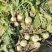 100亩芥菜疙瘩，对接各大市场，酱菜厂，加工厂，量大从优