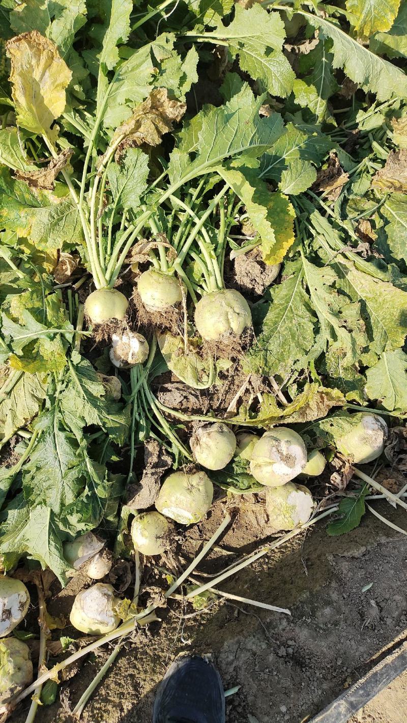 100亩芥菜疙瘩，对接各大市场，酱菜厂，加工厂，量大从优