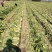 100亩芥菜疙瘩，对接各大市场，酱菜厂，加工厂，量大从优