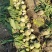 100亩芥菜疙瘩，对接各大市场，酱菜厂，加工厂，量大从优