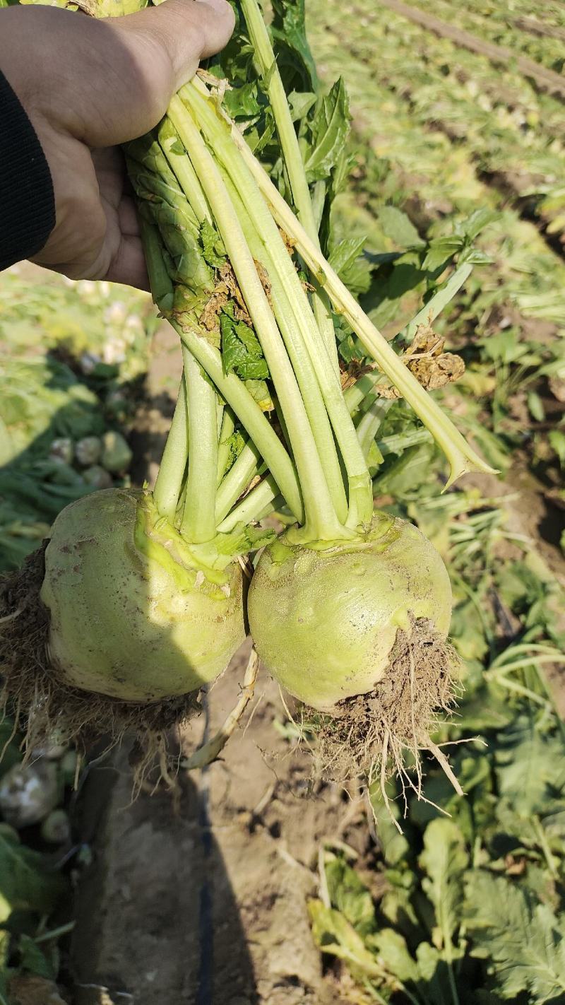 100亩芥菜疙瘩，对接各大市场，酱菜厂，加工厂，量大从优