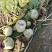 100亩芥菜疙瘩，对接各大市场，酱菜厂，加工厂，量大从优