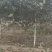 山楂树优质山楂苗多年大苗、小苗规格全万亩基地常年供应