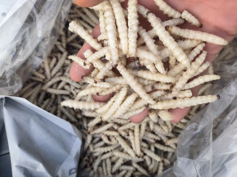 竹虫