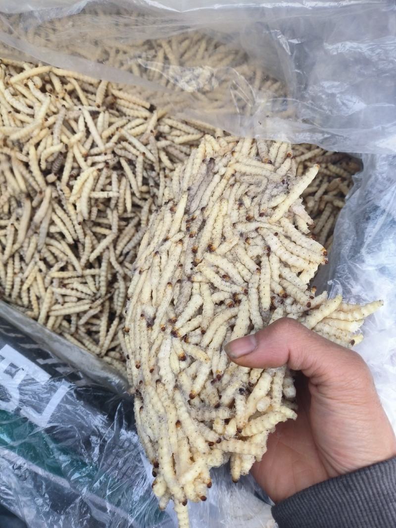 竹虫
