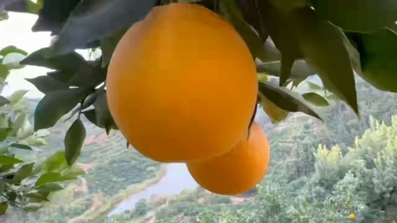 江西赣南脐橙，零售，口感好丶多汁化渣