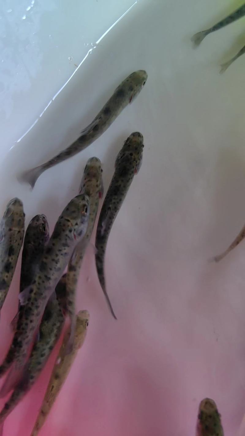 虹鳟鱼苗，产地直发，品质保证，欢迎来电咨询
