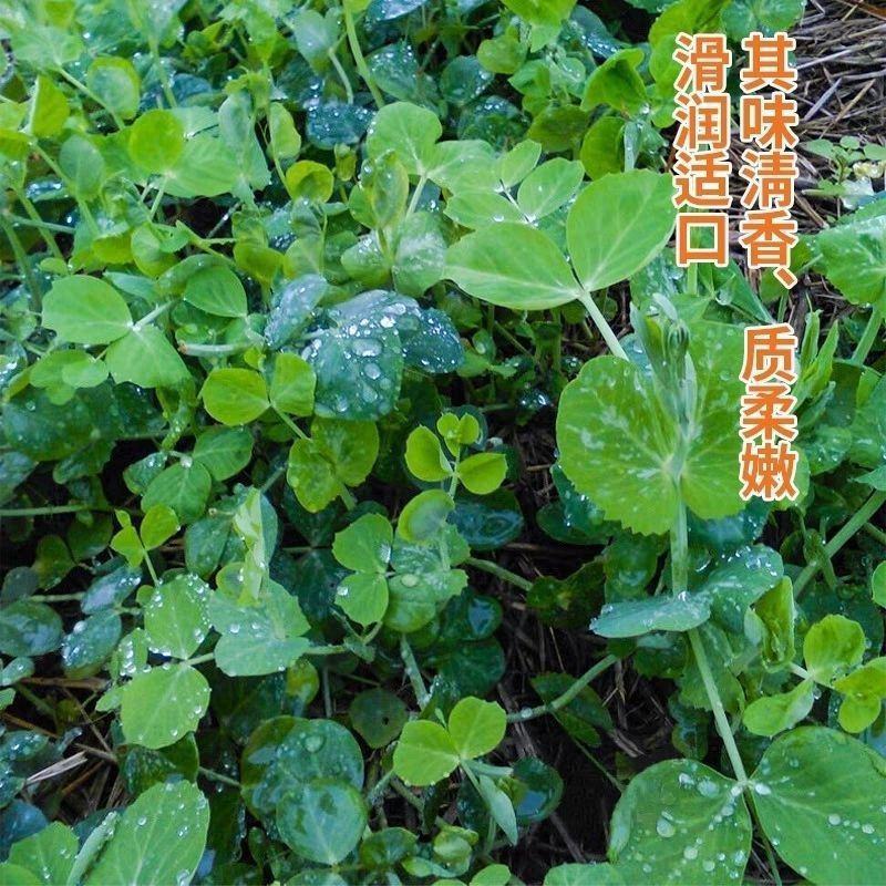 无须豌豆苗嫩豆苗芽苗菜新鲜种子四季可播适应性强耐寒抗病大