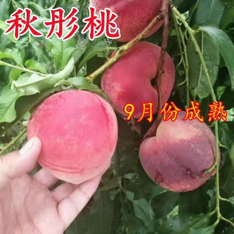秋彤桃树苗脱毒苗现挖现发包成活率包结果可实地考察看货