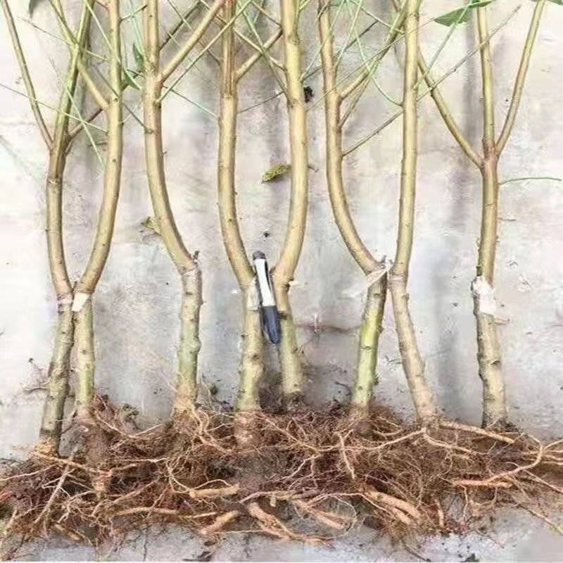 秋彤桃树苗脱毒苗现挖现发包成活率包结果可实地考察看货