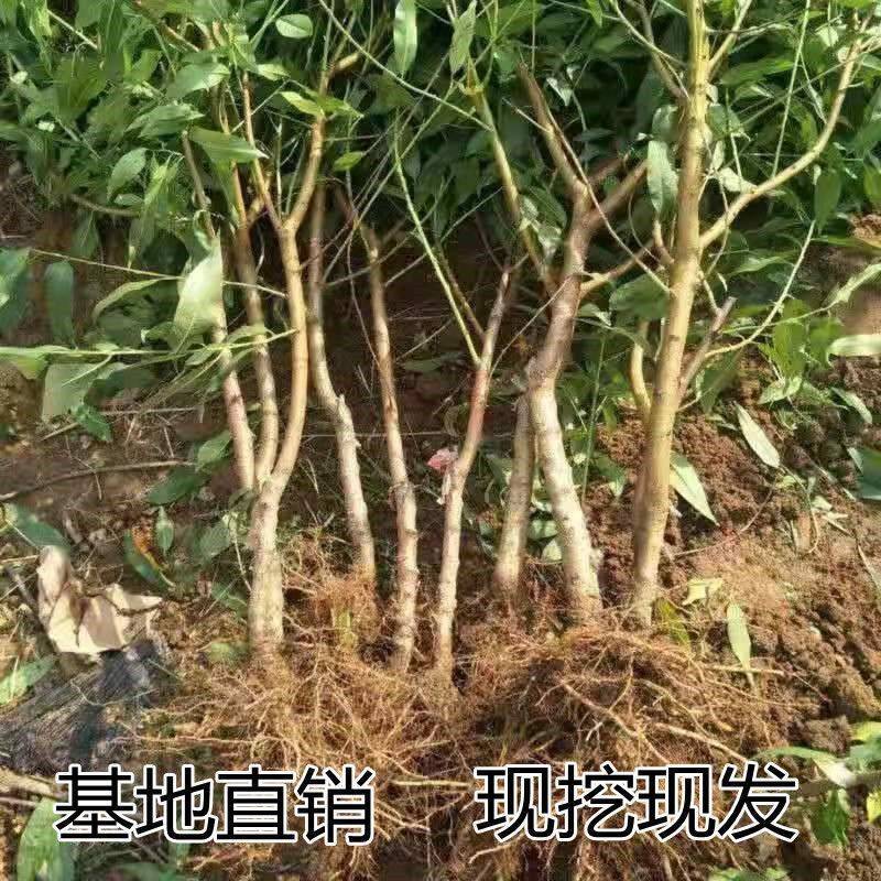 秋彤桃树苗脱毒苗现挖现发包成活率包结果可实地考察看货