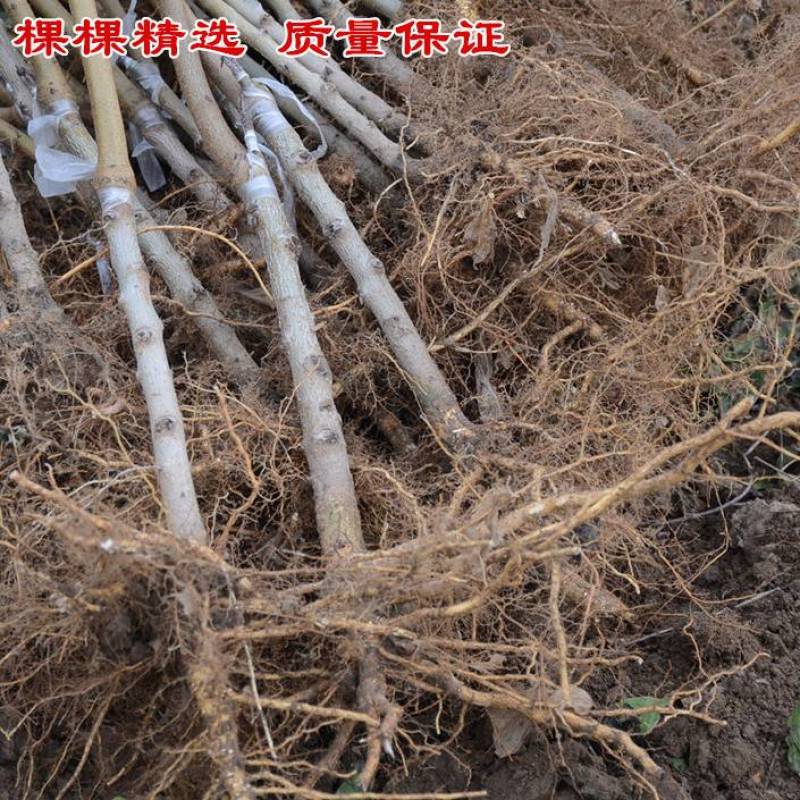 秋彤桃树苗脱毒苗现挖现发包成活率包结果可实地考察看货