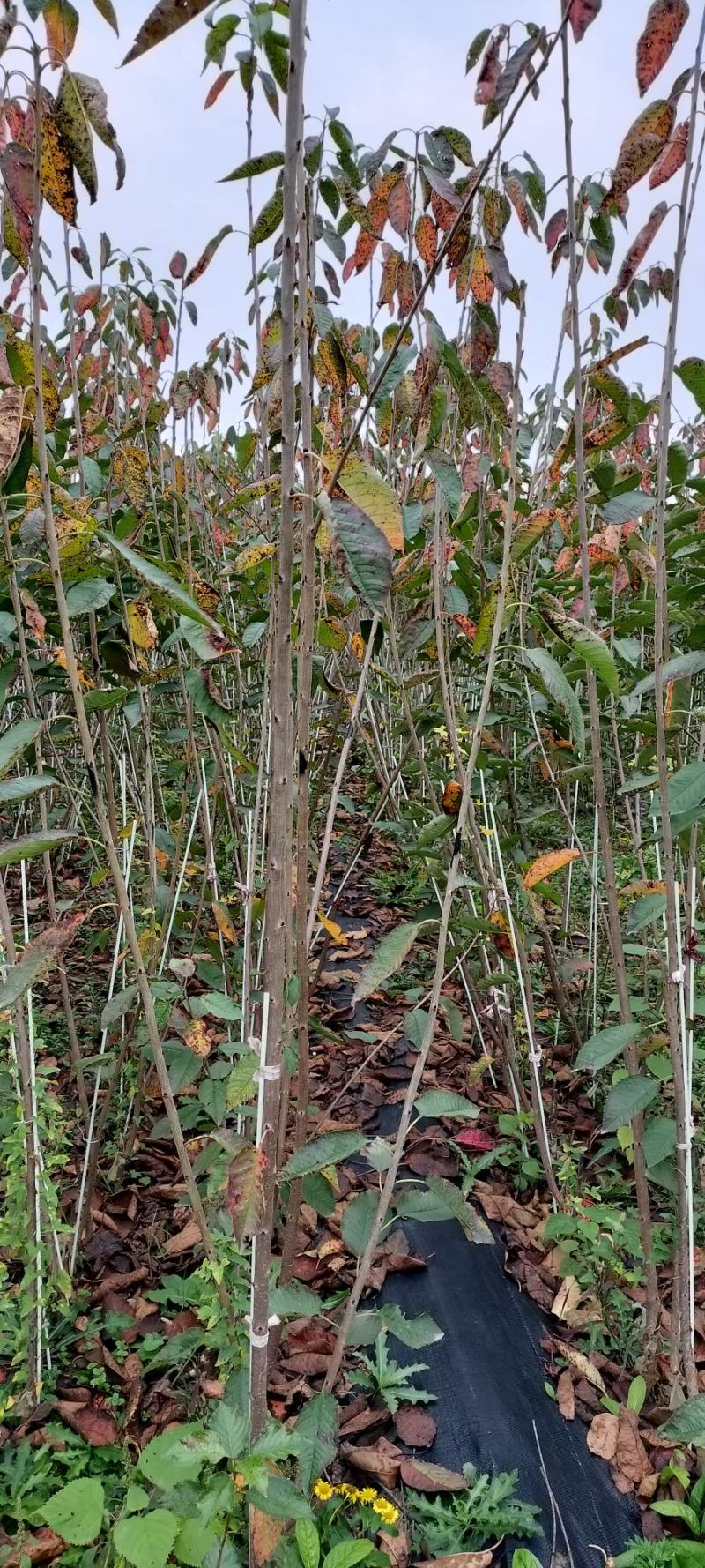 弗里斯科矮化大樱桃苗，果个大，深红色，果肉硬，风味浓郁。