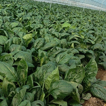 大棚菠菜，优质优价！欢迎各界客商，洽谈共赢！