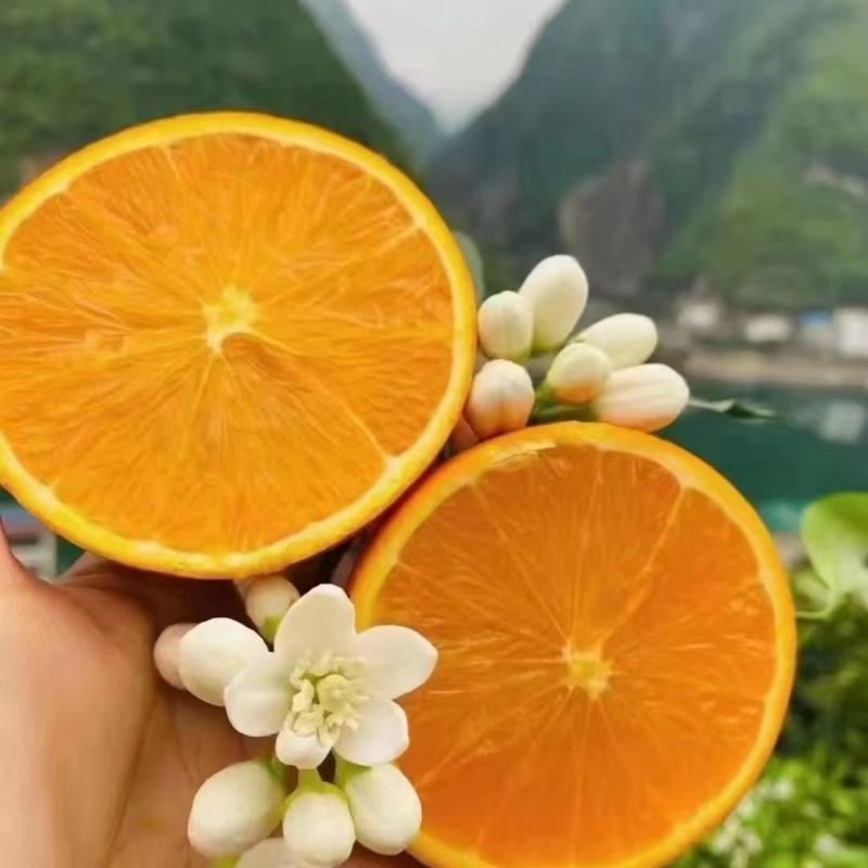 【推荐】湖北宜昌九月红脐橙大量上市新鲜采摘皮薄多汁多肉