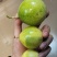 海南钦密九号百香果