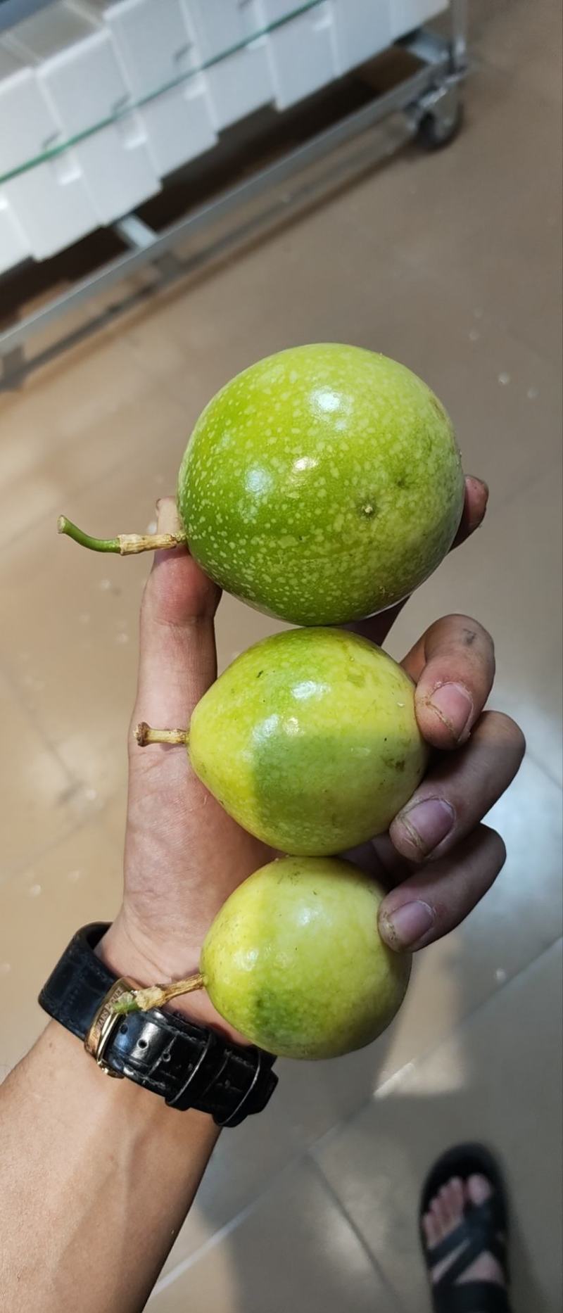 海南钦密九号百香果