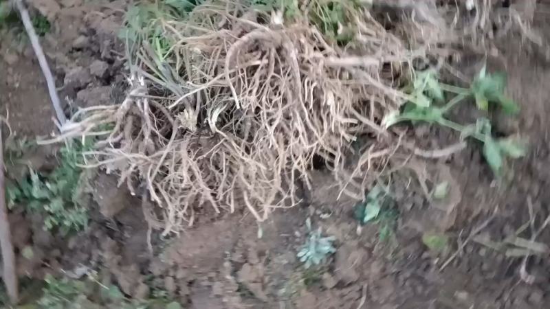 鲜货甜当归，基地一手货源承接全国各地老板实地考察看货购货