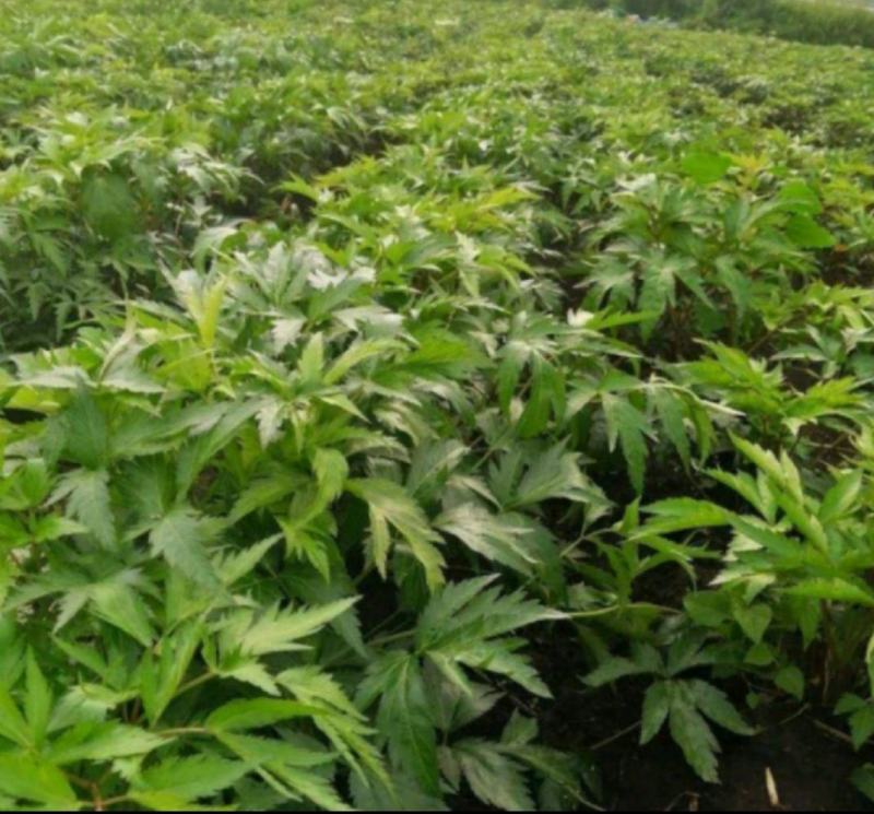 鲜货甜当归，基地一手货源承接全国各地老板实地考察看货购货