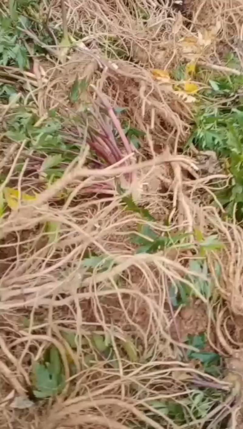 鲜货甜当归，基地一手货源承接全国各地老板实地考察看货购货