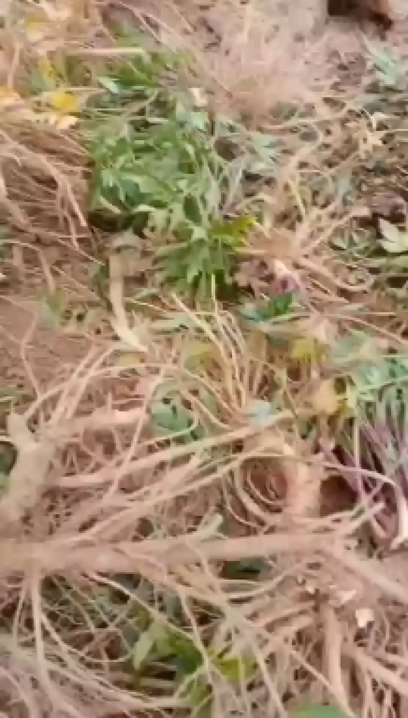 鲜货甜当归，基地一手货源承接全国各地老板实地考察看货购货