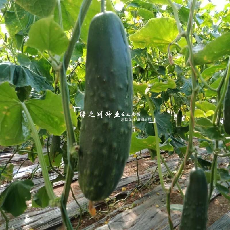 老品种老介黄瓜种子老蚧黄瓜种子甜脆清香刺瘤大秋瓜种子