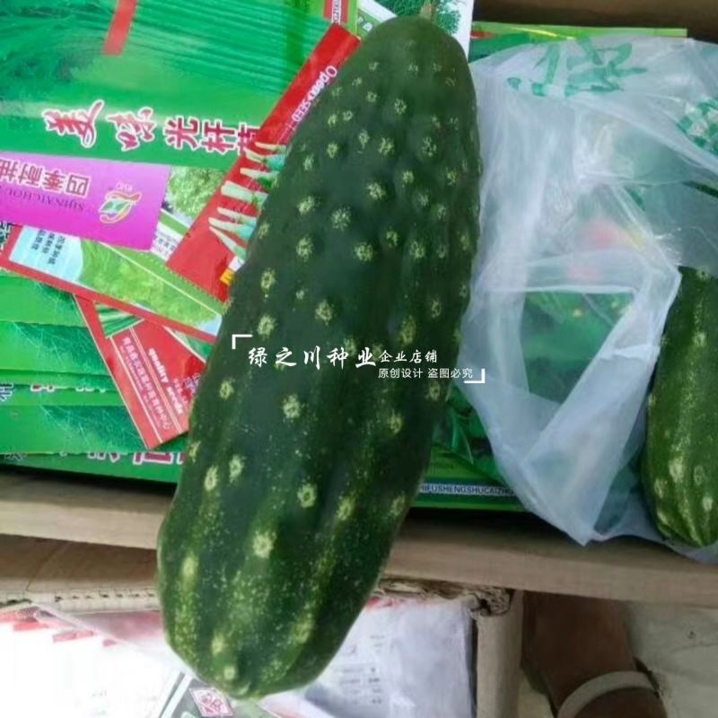 老品种老介黄瓜种子老蚧黄瓜种子甜脆清香刺瘤大秋瓜种子