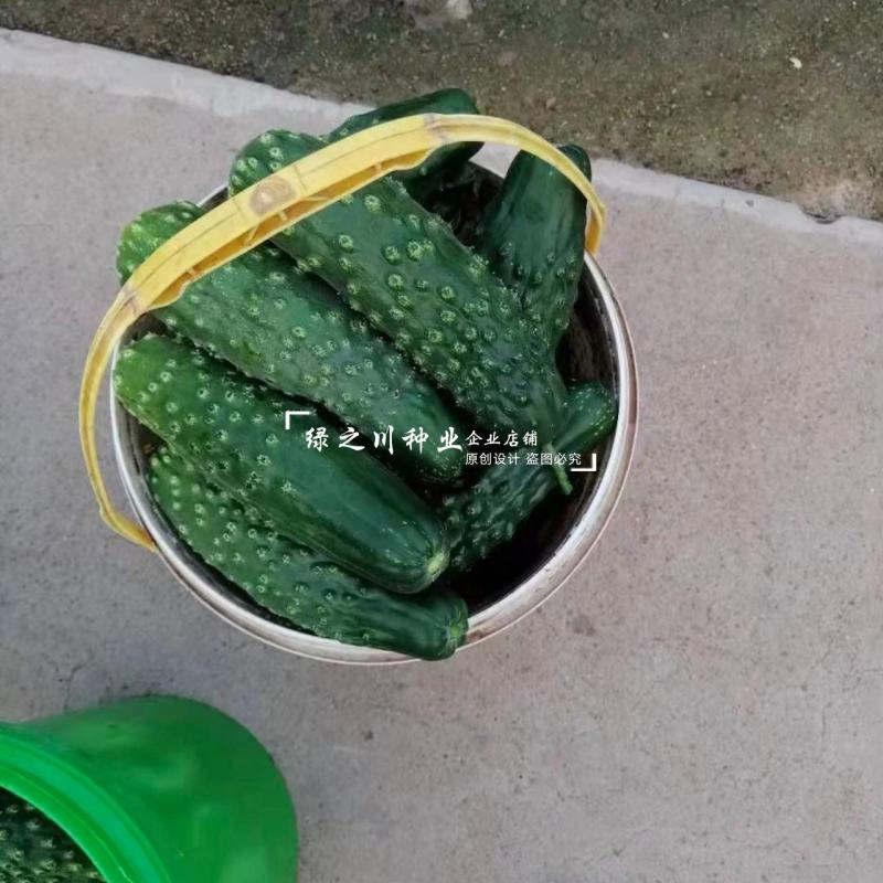 老品种老介黄瓜种子老蚧黄瓜种子甜脆清香刺瘤大秋瓜种子