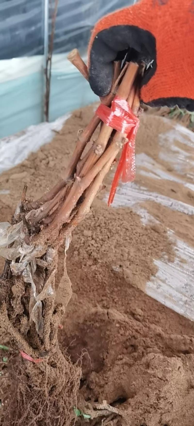 精品阳光玫瑰嫁接葡萄苗，今秋价格略涨，用量大的私信我