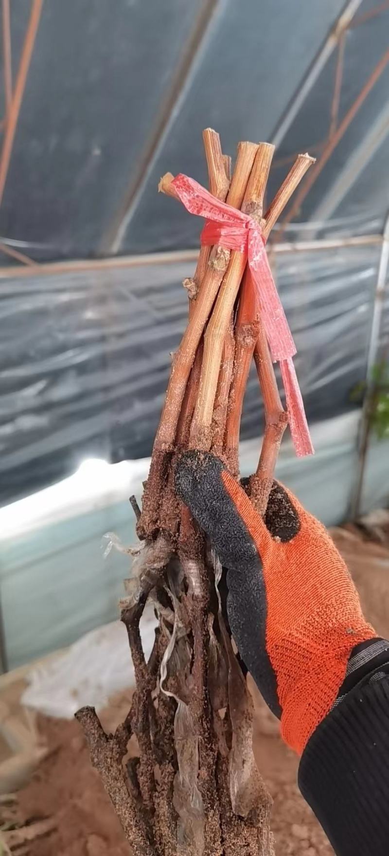 精品阳光玫瑰嫁接葡萄苗，今秋价格略涨，用量大的私信我