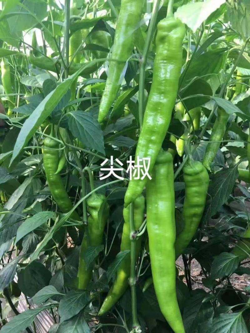 薄皮椒苗辣椒苗尖椒螺丝椒线椒苗产量高品质好抗病强