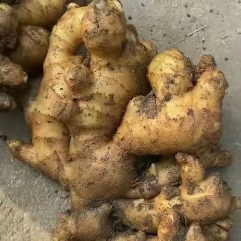 沙土地大黄姜、，品种齐全